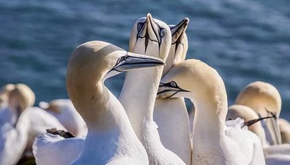 BSPORT 官网-智利遭遇苏格兰，欧洲杯资格直落一阵无解