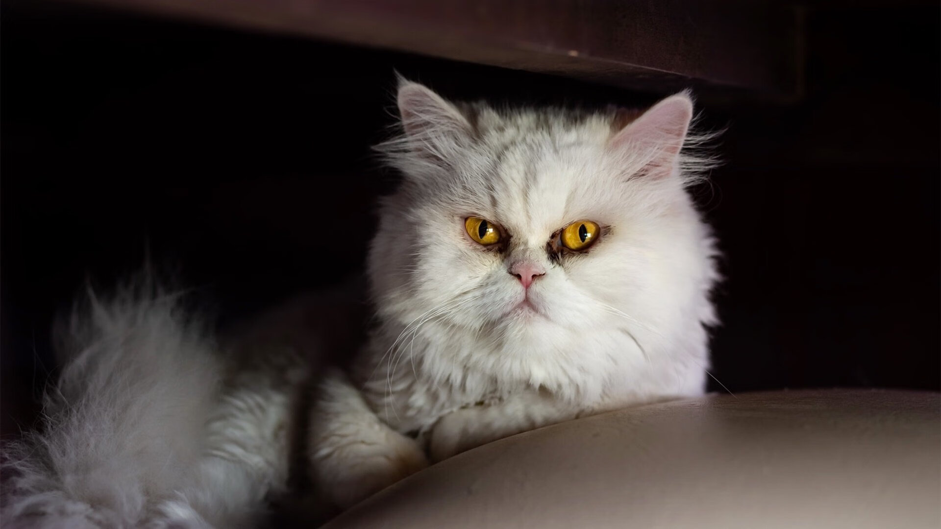 _社交媒体助力运动员塑造公众形象_,社交媒体 社会运动