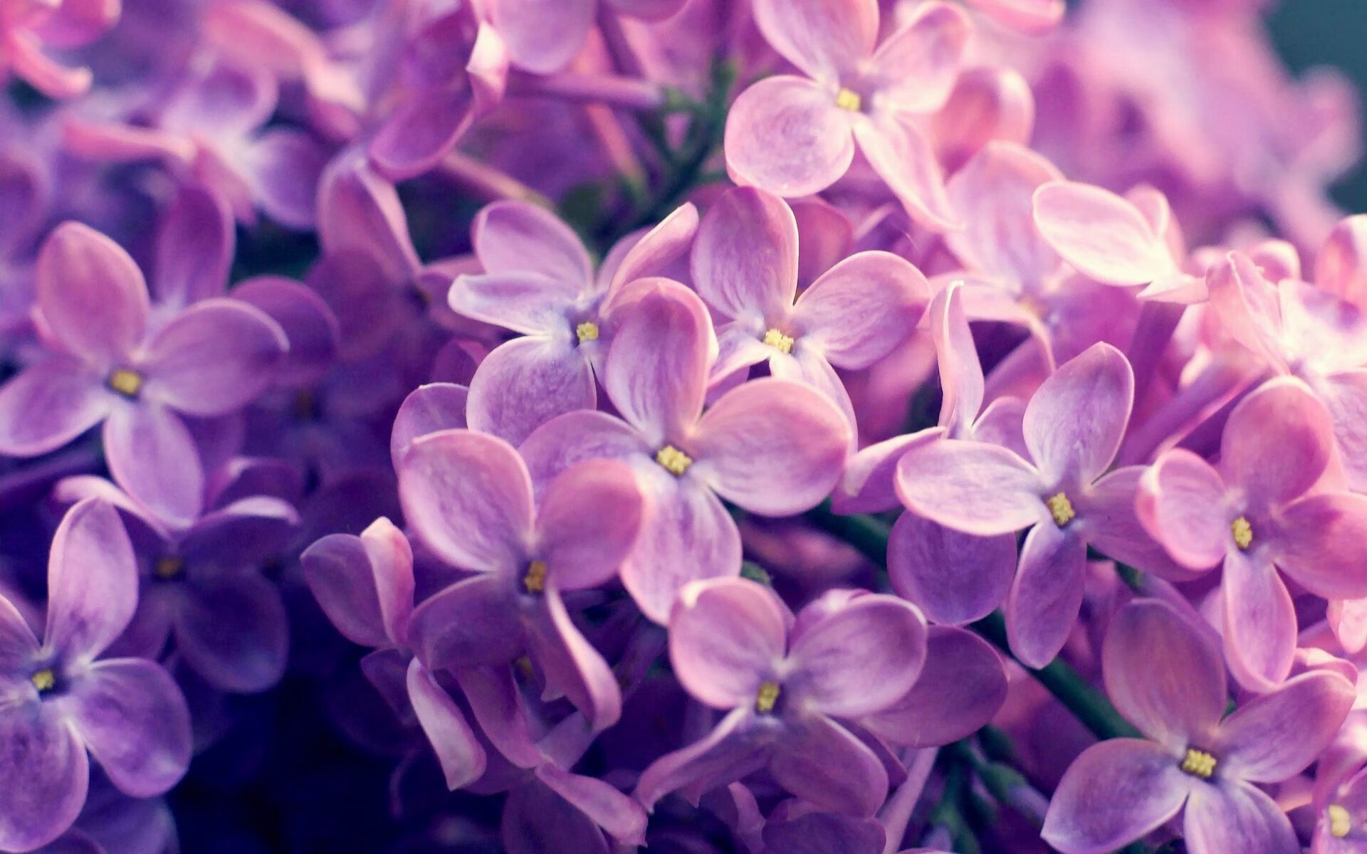 “西甲明星表现出色，球队追逐胜利”，西甲明星都有哪些