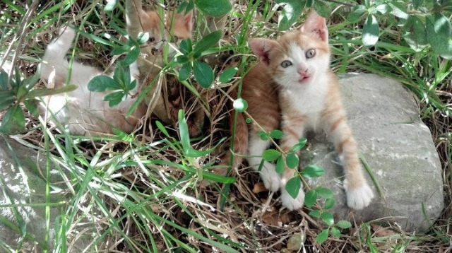 《电竞职业路径多元化:从选手到教练、解说、管理》,电竞职业选手出路