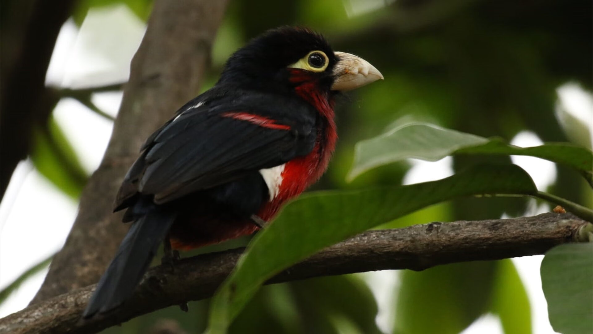 上海申花新帅亮相,球队迎来新气象,上海申花 换帅