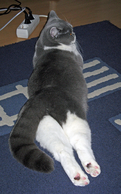 B体育-冠军庆典：布宜诺斯艾利斯万人空巷，coldplay布宜诺斯艾利斯演唱会