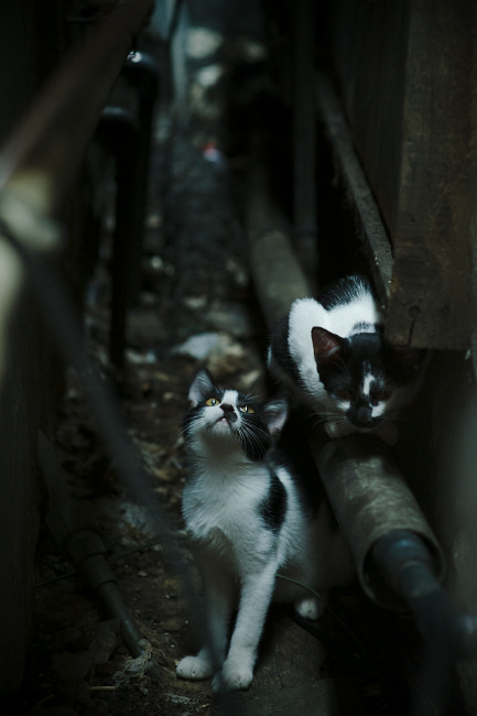 赛前例会:车队制定策略的幕后故事,赛前策划