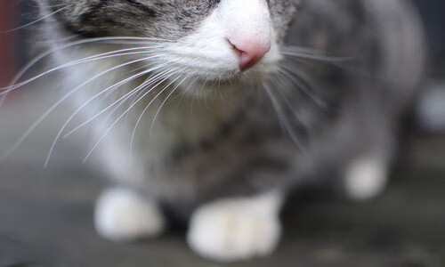 运动员的成长故事:从平凡到冠军,运动员的成长故事_从平凡到冠军的故事