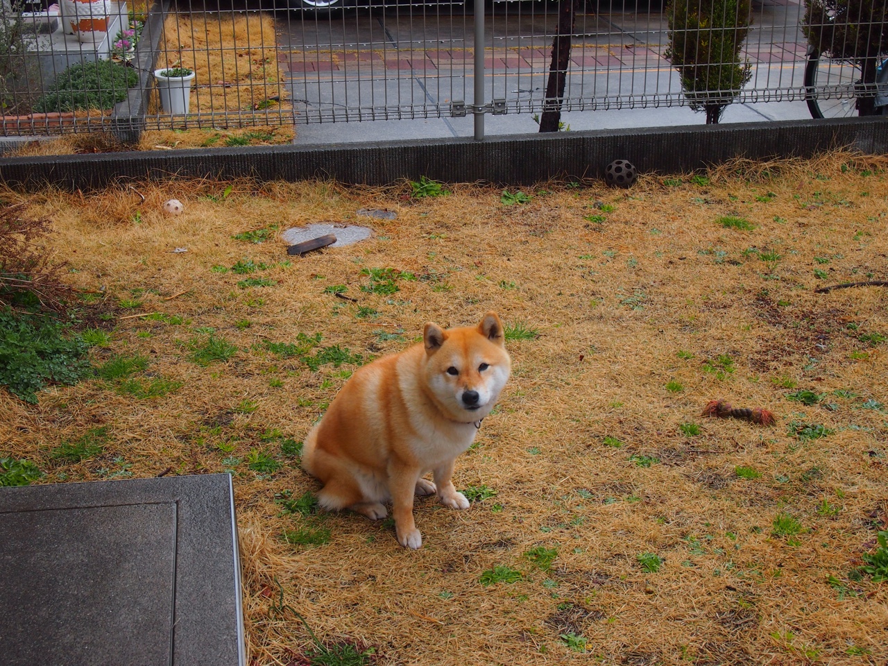 青少年足球大数据中心在武汉成立,武汉青少年足球比赛