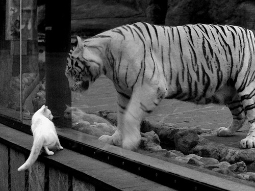 欧预赛战火再起,意大利和法国展开激烈对抗,意大利对法国欧洲杯