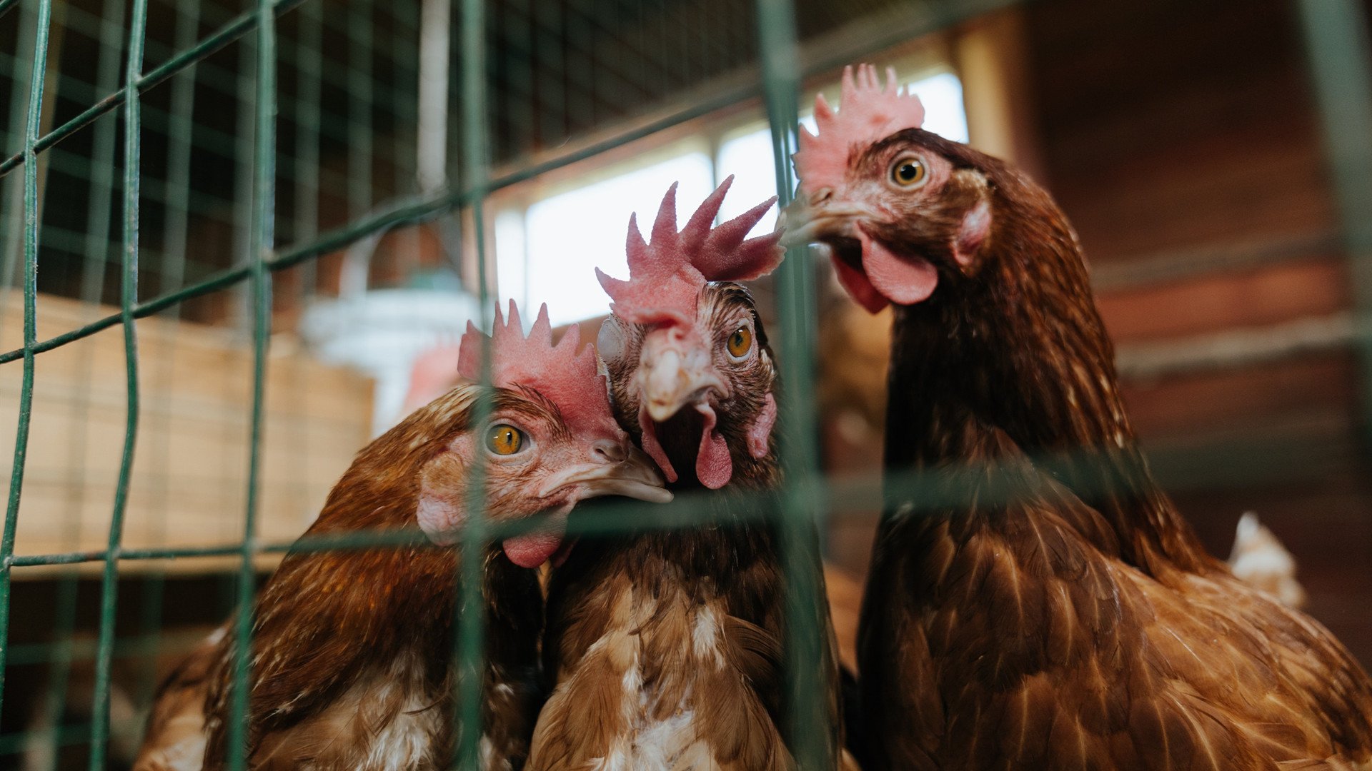 欧预赛赛程紧凑进行——各队实力对决引人关注，欧预赛时间表