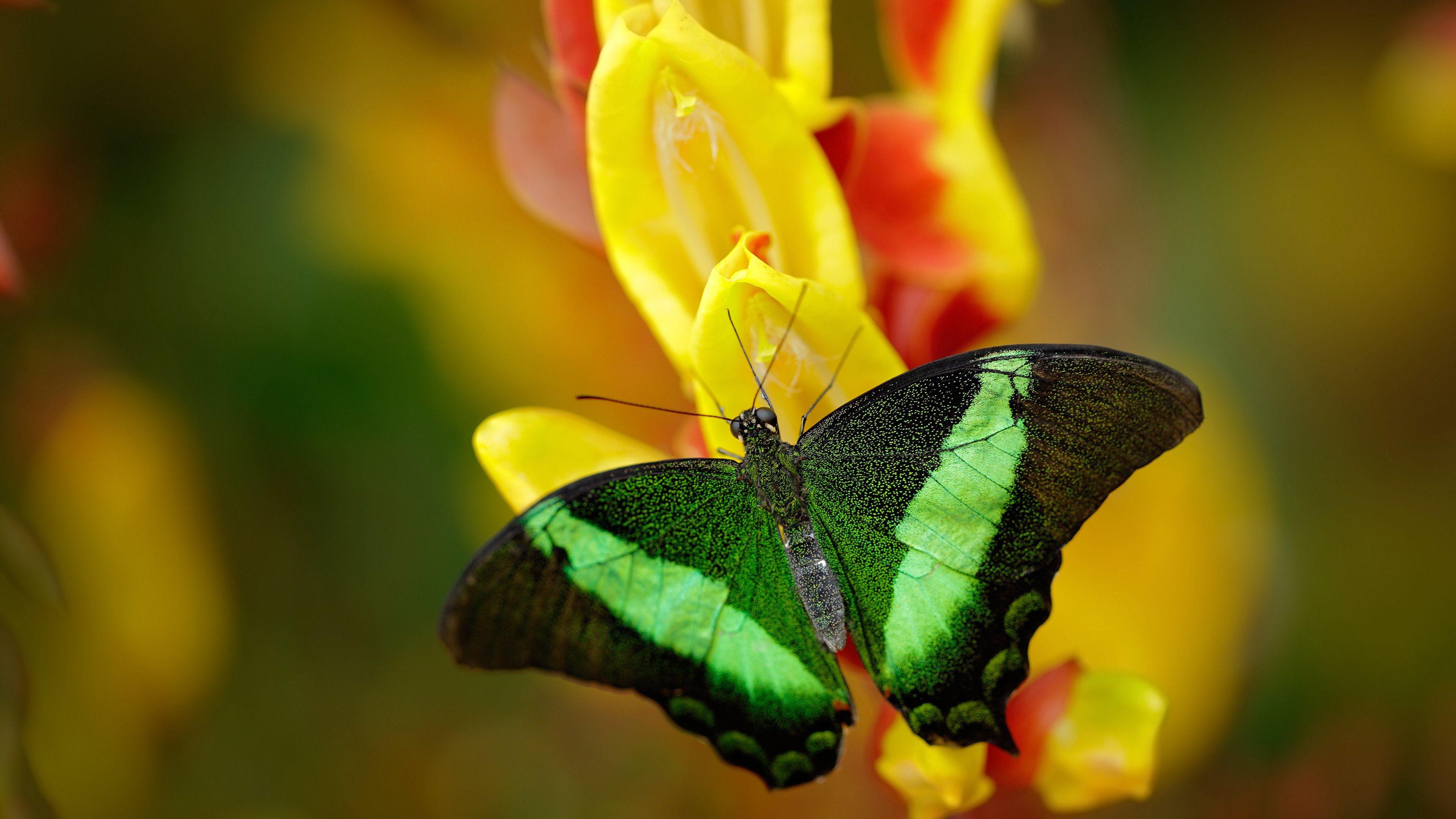 b体育入口-泰国马术协会授予Chantola Kiri“年度最佳盛装舞步骑手”称号。
