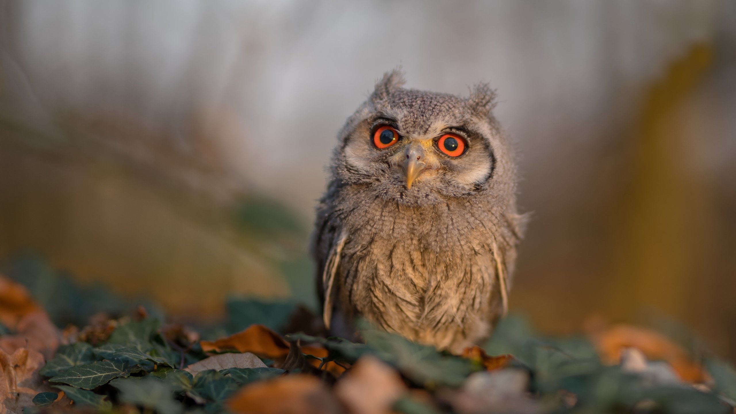 球员个人能力凸显,团队合作成为关键,球员能力分布