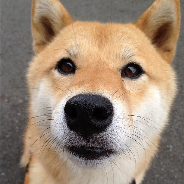 b体育在线平台-球员个人表现抢眼，柏夏加斯先拔头筹，summer cypress夏柏