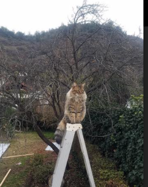 赫塔菲上轨道,客场取胜,大放异彩,赫塔菲官网