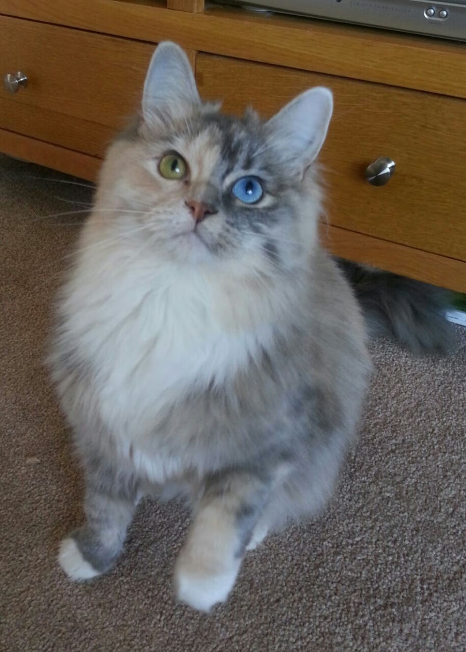 B 体育官网-国足场上信息传递效率与执行力分析，足球信息收集方法