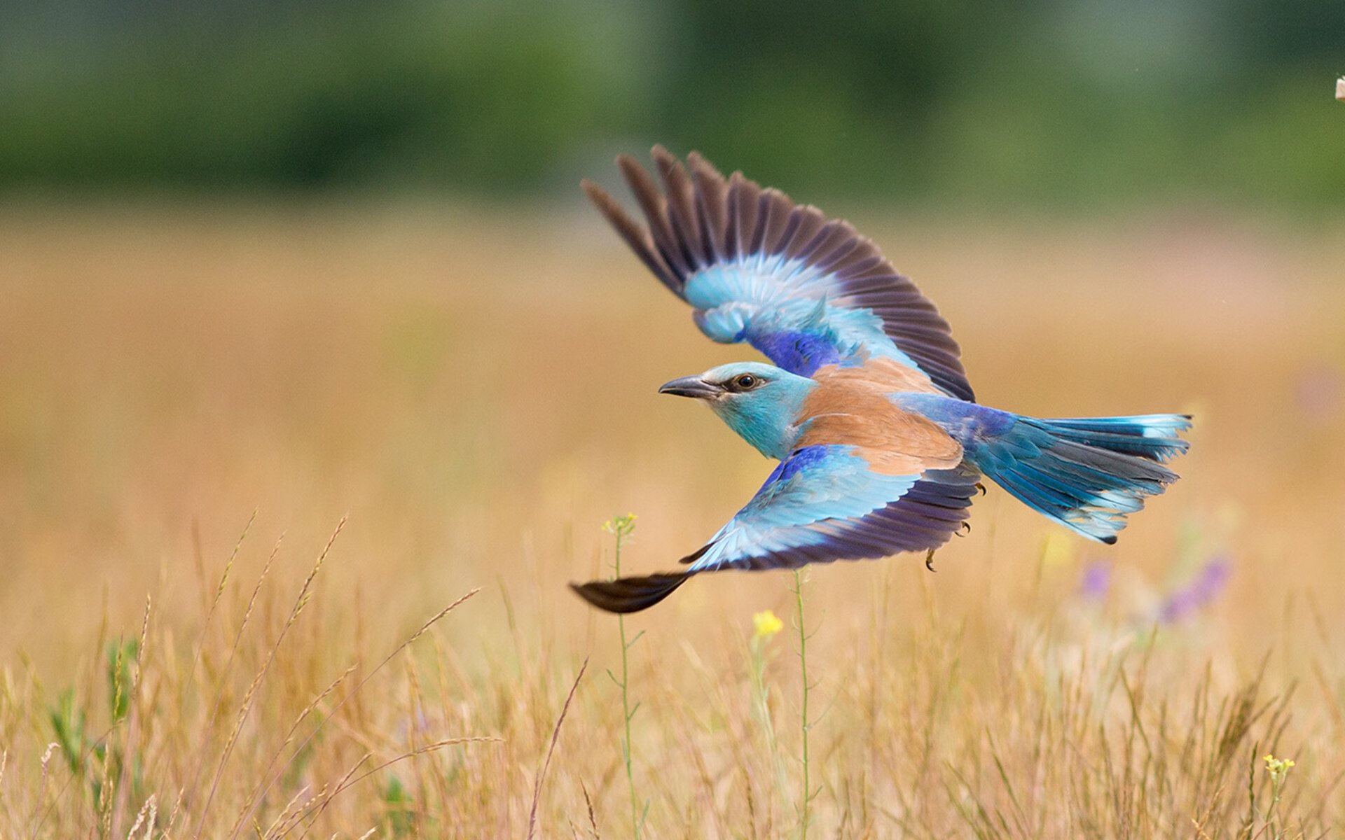 中小学体育教学注重技能与体能并重,中小学常用体育教学方法及其基本要求