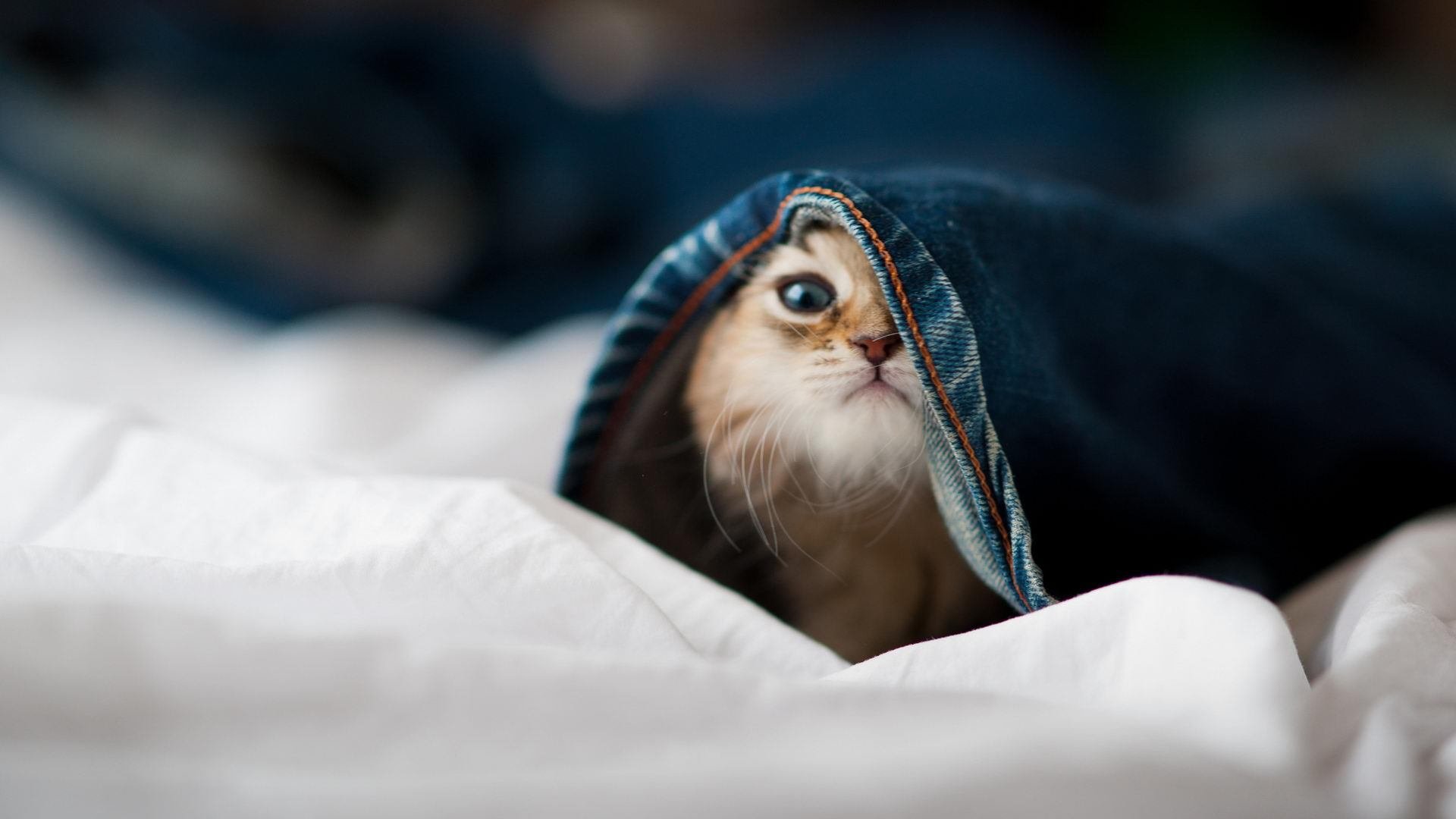 BSPORT 官网-体育文化节丰富多彩传承创新，体育文化节活动