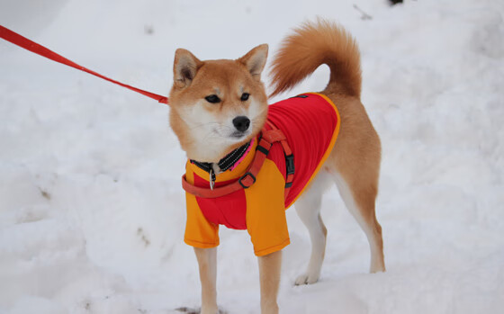 体育新闻中心联合高校开展体育内容创新创业大赛，全国体育院校大学生体育产业创新创业策划大赛