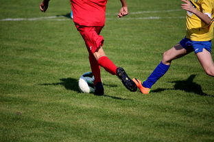 b体育网页版登录入口-国家体育场馆运营管理论坛探讨智能化方向，国家体育总局体育场馆运营管理办法