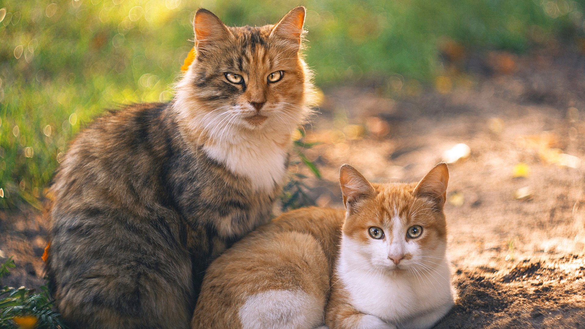 绿色环保足球器材在校园中全面推广,践行绿色发展理念,足球环境创设的主题
